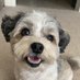 ZoeyTheShichon (@zoeythedog2023) Twitter profile photo ZoeyTheShichon (@zoeythedog2023) Twitter profile photo