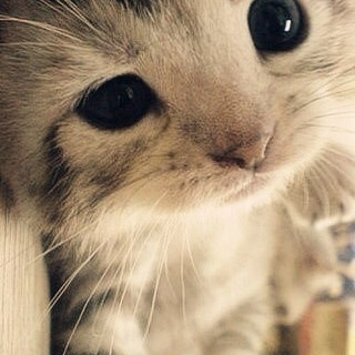 cjq17163's profile picture. 