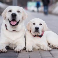 Labrador Retriever World🇺🇲🇺🇲(@labrador_worlds) 's Twitter Profile Photo