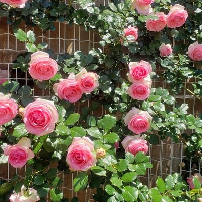 chopyphoo's profile picture. 美味しいもの、可愛いもの、懸賞好きです✨💕

無言フォローいいね失礼致します🙇

株、副業、興味ありません。
アダルト関連もお断りします。