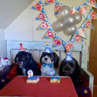 Clau Pacheco🐶🐱 (@refugiocaridad) 's Twitter Profile