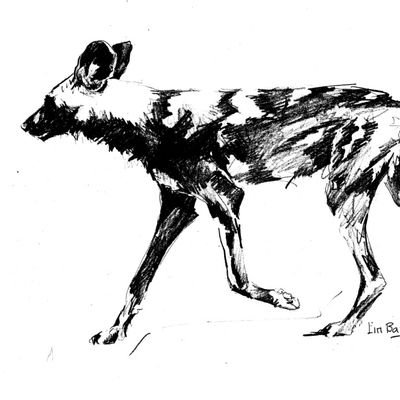 Trader| 🇿🇼I TOTEM-African wild dog 'chihwa'|Best hunter in the wild|Farmer