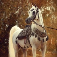 أبو فارس الاكليل (@sin_fs) 's Twitter Profile Photo أبو فارس الاكليل (@sin_fs) 's Twitter Profile Photo