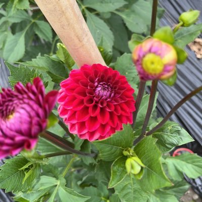 suzumama0314eri's profile picture. 