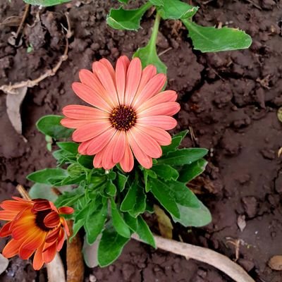 ESTHERGARCIATA's profile picture. Son como árboles plantados a la orilla de un río, que siempre dan fruto en su tiempo.
Sus hojas nunca se marchitan,
 y prosperan en todo lo que hacen.