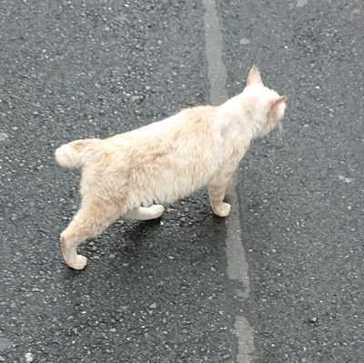 tsumuaya's profile picture. 柏レイソルと宮澤弘選手の応援のツイート多めです。お相撲とサッカー、歌舞伎も少々。ドラマ好き→@tsumuaya0217