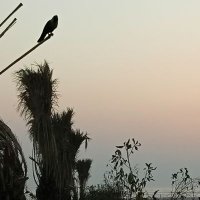 Munazza Aasim (@munazza_aasim) 's Twitter Profile