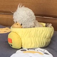 Cara: mduck23 (@mduck23) 's Twitter Profile