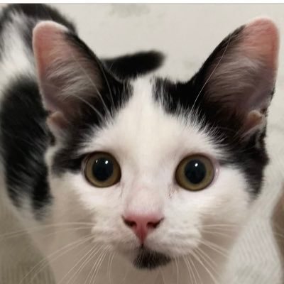 猫のことりと申します。アゴと背中の模様が特徴の元気一杯なマンチカン(足長)の男の子です🐈皆さんと一緒に成長していく姿を見ていきたいと思います🍀宜しくお願い致します😊いいね、コメント、フォロー、リポストして頂けると嬉しいです🌷動物・猫アカウントの方は基本フォローバックしてます🙇♀️画像の無断使用禁止🈲