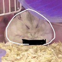 たる (@yukidarukoooo) 's Twitter Profile