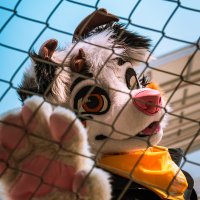 Marble 》ThaiTails(@Marble_dcollie) 's Twitter Profile Photo