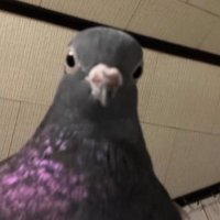 Czystydawe (@czystydawe) 's Twitter Profile