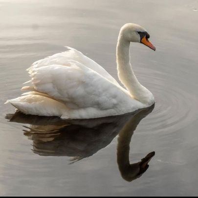 TubaTekinnnn's profile picture. 