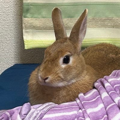 てんりゅちゃんさんのプロフィール画像