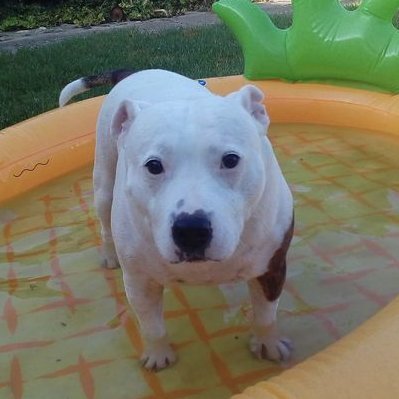 okvarqo's profile picture. 