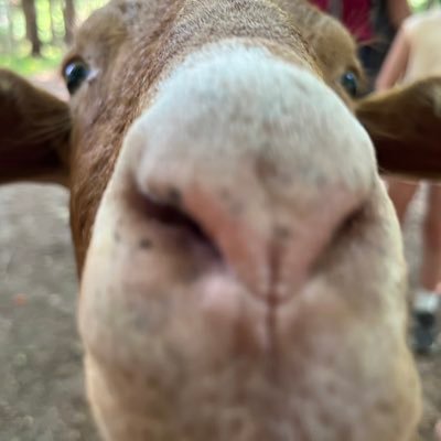 krullnugget's profile picture. Small town kid. Drake U alum. Husband & dad.