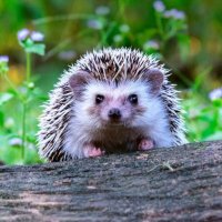 Wuzlipuzli (@wutzliputzli) 's Twitter Profile Photo Wuzlipuzli (@wutzliputzli) 's Twitter Profile Photo