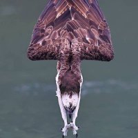 Malik Mohamed Khidir Saty (@maliksaty) 's Twitter Profile