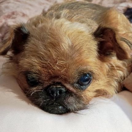 polly_blyat's profile picture. Социальный эксперимент... 
Хабалка, интригантка и провокаторша (с)