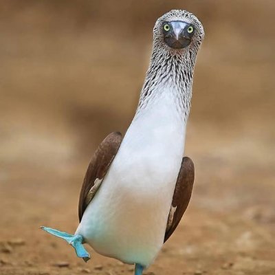 Shabzendeha's profile picture. Just a Teacher