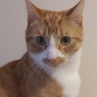 RCat80973197's profile picture. 