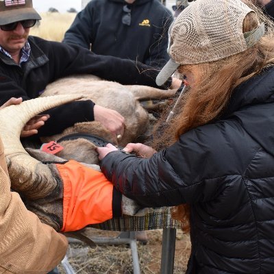 M.S. Space-use of Translocated Pronghorn in west Texas.
Ph.D. Student @ncstate

Part-time 🦇  
Big fan of remote sensing, R, animal behavior, and stats 🛰️