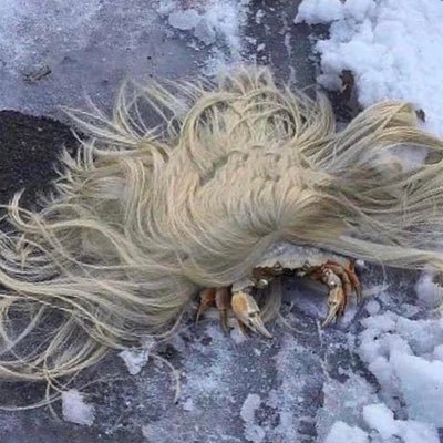 gurulenzio's profile picture. ✨Buluctuosa✨