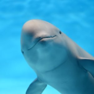 public defender. curmudgeon. lover of pizza and assembling flat pack furniture. tweets are not legal advice as I am clearly a porpoise.