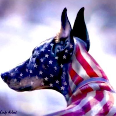DobermanStrong Profile Picture