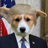 Dogald J. Trump(@dogaldtrump) 's Twitter Profileg