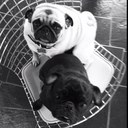 danielle white - @dd_bugirl - Twitter