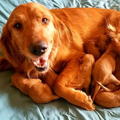 Golden Retriever Breeder In the San Francisco Bay Area