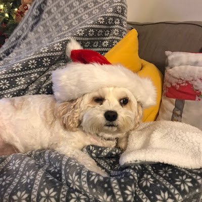 FuriousKnite835's profile picture. 