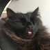 mickcat (@jakemichea71143) Twitter profile photo mickcat (@jakemichea71143) Twitter profile photo