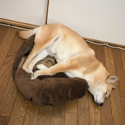 ふぉろん (@folonium) / Posts / X