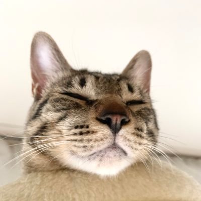 保護猫2匹との日常。ニコ♂キジトラ2022年10月生。のい♀縞三毛2023年11月生。無言フォロー失礼します!DM基本返信しないです!