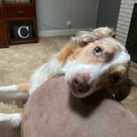 Amy (@nutta76_ac) 's Twitter Profile