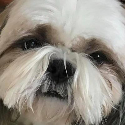 AICNorton's profile picture. AIC @ Norton Elementary