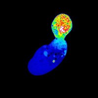 Alexa (@alexacarusoms) 's Twitter Profile