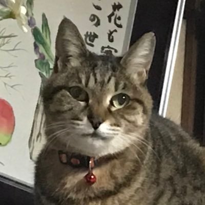 Analog_Kid_tk's profile picture. デザイナーしてます。最近は、独立に向けた準備で時間に奪われしまい、おろそかになりがちですが、オーディオやカメラを趣味にしています。音楽は、プログレッシブロックを中心に何でも聴きます。カメラはライカを愛用しています。