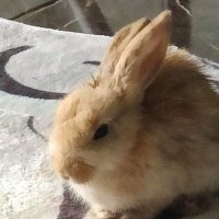 Fabri (@drstone05321997) 's Twitter Profile