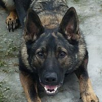 Prarie Patriot (@russcar10now) 's Twitter Profile Photo Prarie Patriot (@russcar10now) 's Twitter Profile Photo