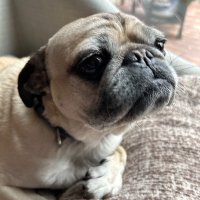 Pugmama(@4PUGSOFLOVE) 's Twitter Profile Photo