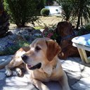 Bev hill - @Bevdogs - Twitter