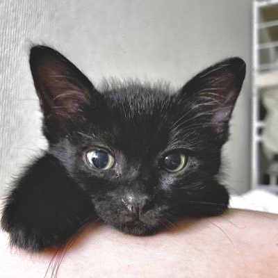 保護猫「こぐま」とはじめて猫を飼うわたしの日常☕️🐈‍⬛ ブラックスモークタビーの男の子。 ただいま時系列に成長記録をツイート中！フォローお気軽に🪽