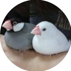 鳥類ラブな人です😆
特に文鳥が一番好きです☺️
なんでこんなにかわいいのか…
鳥好きな人仲良くしてください😊
Amazonアソシエイトプログラムに参加してます