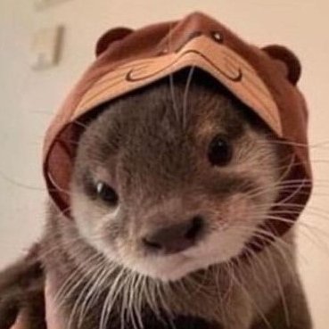 19 data science🍀settphel🍀ttrpgs🍀fandom+art 4 league/mcsr/pokemon/dbd/ow2/valorant/bl/kpop🍀PS: did you know a baby otter is called a kit?