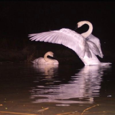 starnostarrr's profile picture. kitty say meow