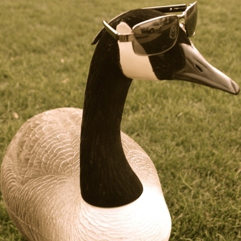 askagoose Profile Picture