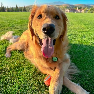 Hi Furiends! My name is Simba! 🐾 ぼくちんシンバ🐾 Check out my Instagram & TikTok: @goldennamedsimba